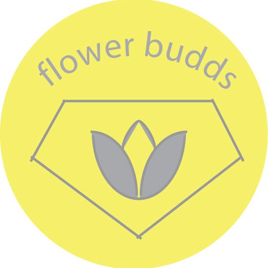 flower_budds Profile Picture