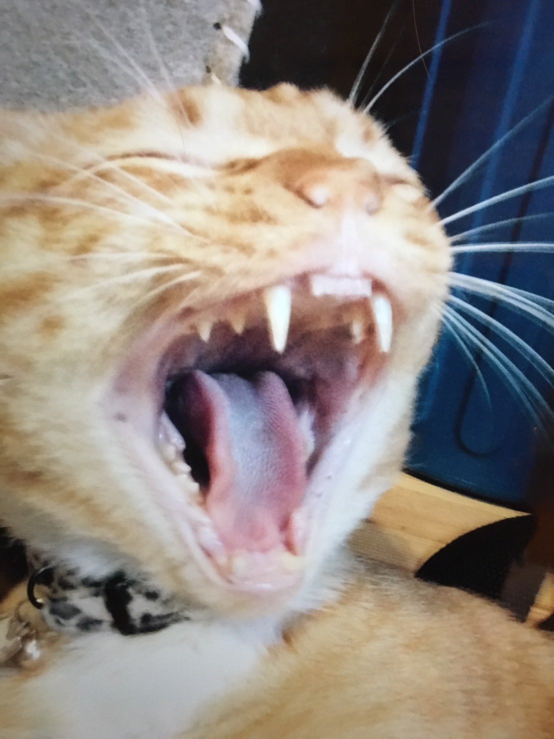 bashi03475758's profile picture. Bashileafで色んなゲームやってます