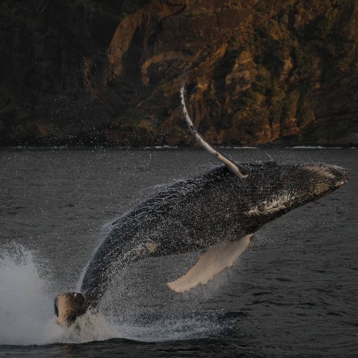 Research thoughts from the Marine Mammal Ecology Group, University of Auckland - Waipapa Taumata Rau. Ideas from Prof. Rochelle Constantine are her own.