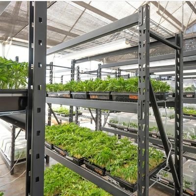 Smart Initiatives is the 1st equity acquisition of Zabala Farms, an 83k sqft green house on acres triple zoned to grow medical grade marijuana