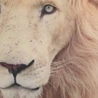 MOPatriot (@soozanderson4) 's Twitter Profile