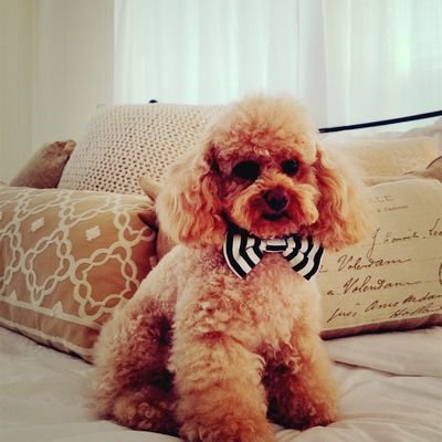 bowsandmore_'s profile picture. It's simple. I love animals!! 

Your best chance for high quality pet supplies and accessories at a reasonable price.