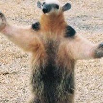 URaAF2's profile picture. 