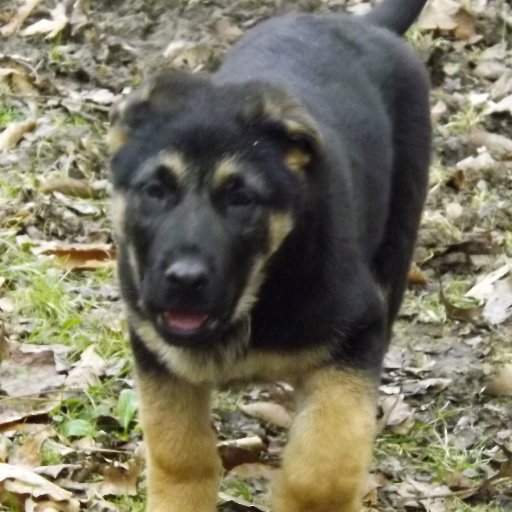 I'm an eight week old German Shepherd pup! Hopin' to grow up to be a SAR dog! Loves my human, my pup fams and #LIVEPD #BACKTHEBLUE #SUPPORTOURTROOPS