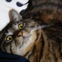 キョロスケ🐈あらゆる暴力無くなれ🍉世界平和 (@yoi82206860) 's Twitter Profile