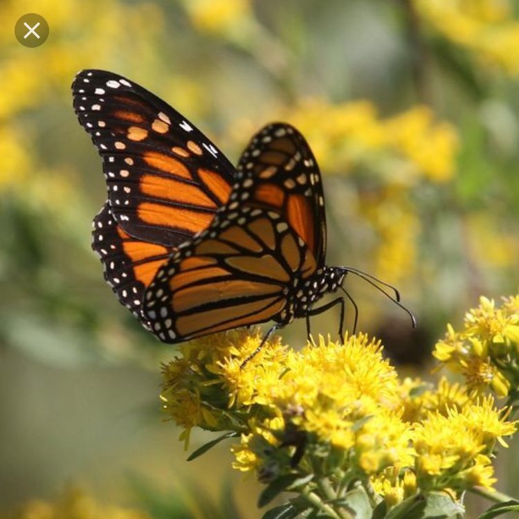 Bianca, Edwin, Olga, and Guadalupe #mortonpride. Our goal is to help save monarch butterflies and other pollinators. We need your help to achieve this goal