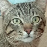 UwUguasho (@eluruguasho2) 's Twitter Profile