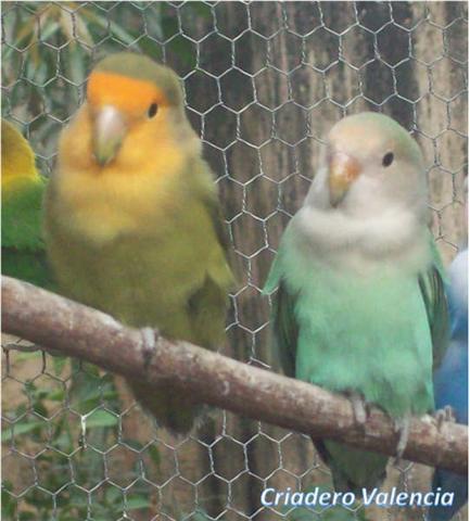 Informacion, videos, fotos,todo sobre el mundo d los loros, agapornis, ninfas, etc si t gustan estas aves unete aprende y muestranos tus experiencias