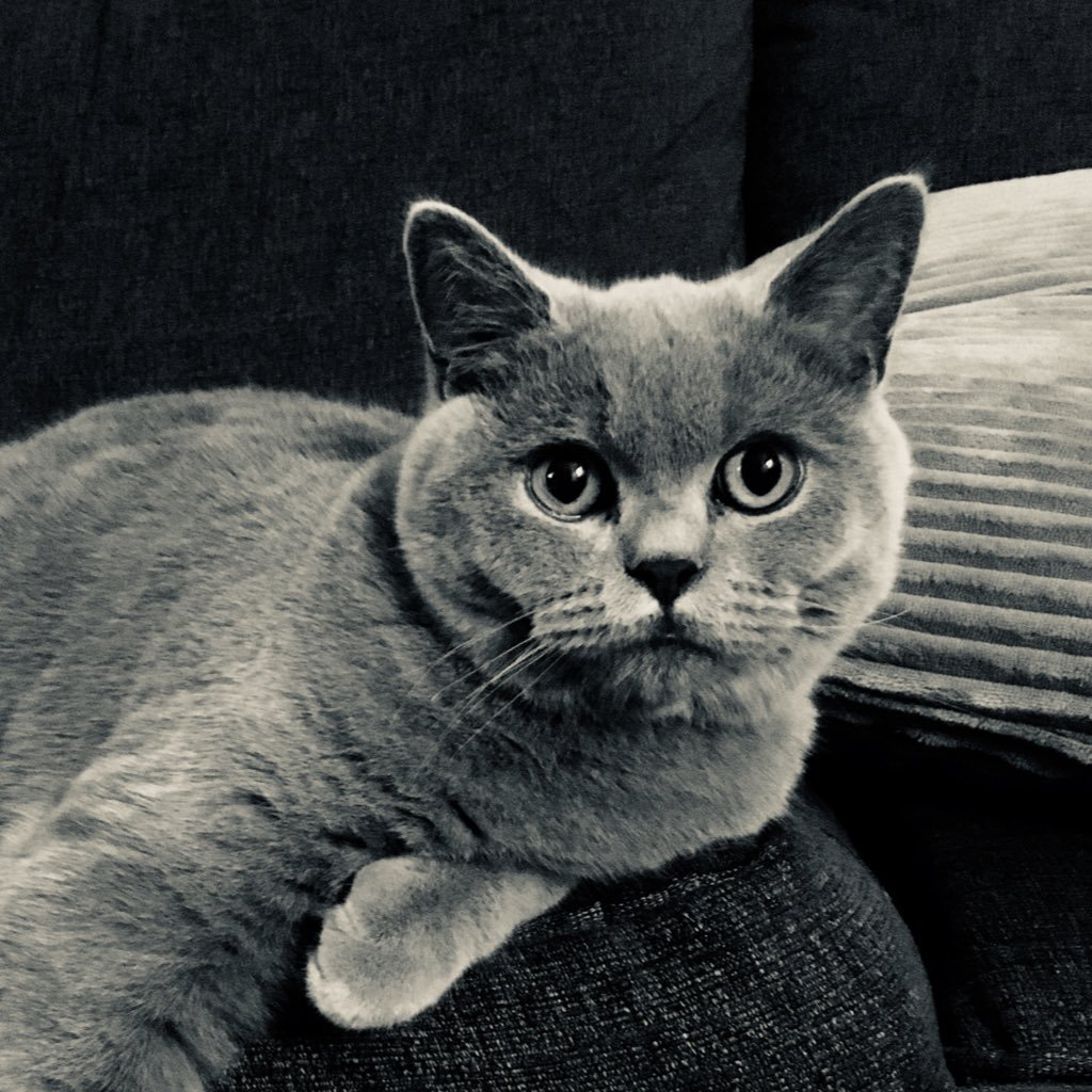 I’m a #BritishShorthair from Hertfordshire