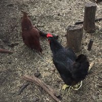 Makin’ Cheyenne (@trampled66) 's Twitter Profile