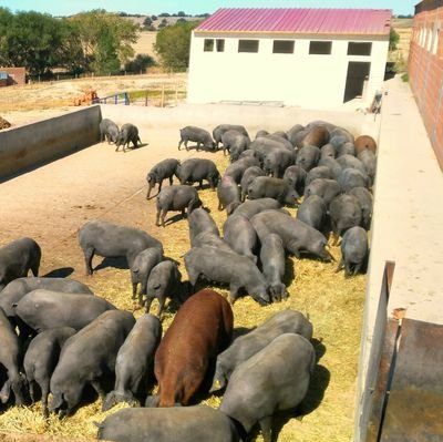 Granja dedicada a la produccion de lechones del 50% con 100 madres ibericas puras siguiendo la norma de calidad y calificacion sanitaria A3