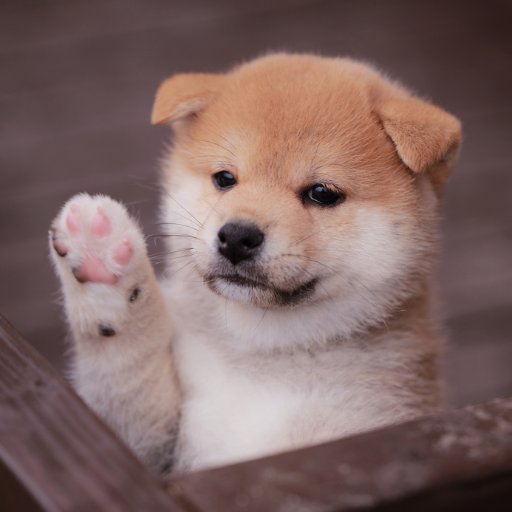 DancingShibaken's profile picture. 国際情勢を観察しつつ日本の未来を考える犬。いろいろ困ったワン🐶 ※相互フォロー大歓迎。DM見ません。
ダンスミュージック好き。

９条改正とスパイ防止法必要。
ウクライナへの武器支援の法改正必要。同じく中露という独裁国に対峙する日本は民主国家間の強固な繋がりを示し独裁国の愚かな試みを全て封じ込める必要がある！