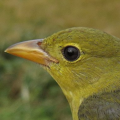 KGbirder Profile Picture