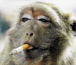 Macaco_Fumeta's profile picture. 