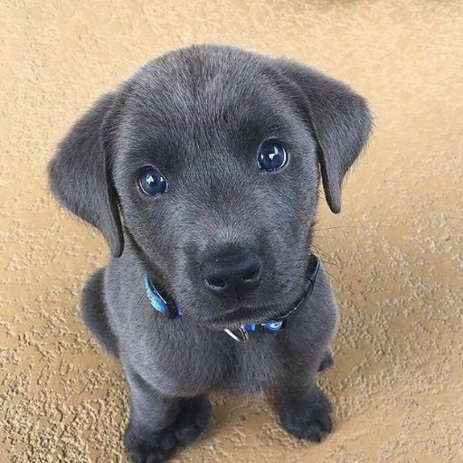 h8tofowlup's profile picture. 