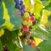 Arizona Wine Guide (@azwineguide) Twitter profile photo Arizona Wine Guide (@azwineguide) Twitter profile photo