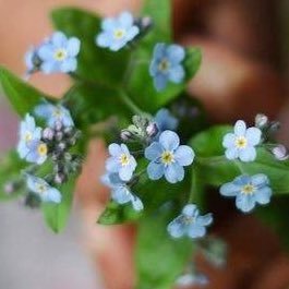Diş minesi (Latince: Substantia adamantinea, İngilizce: Enamel) vücudun en sert ve en yoğun mineralleşmiş maddesidir