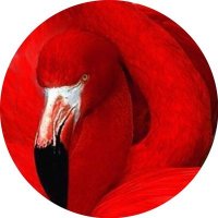 Pepe Gonce(@FlamencoRojo) 's Twitter Profile Photo