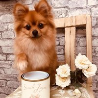 Sarah Jayne Paints(@SJChalkPaint) 's Twitter Profile Photo