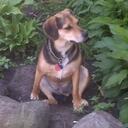 Amanda Bloomfield - @Mandolinish - Twitter