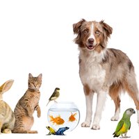 Linganore Ag & FFA (@linganoreffa) 's Twitter Profile