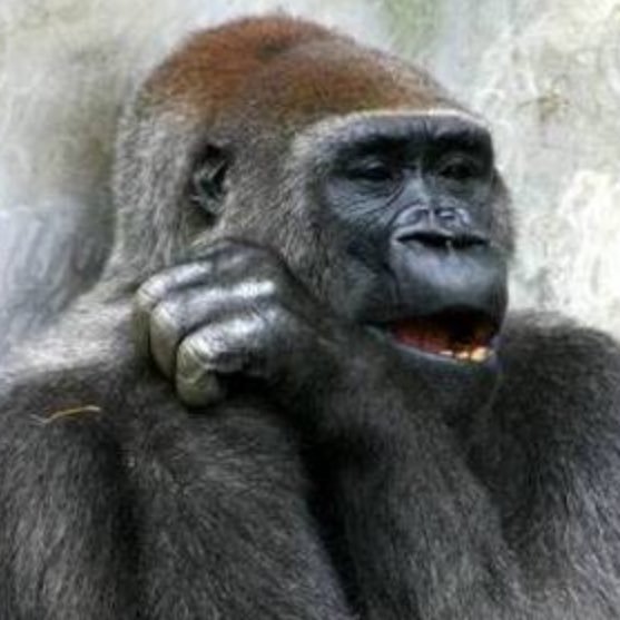 ゴリラの素敵なつぶやき Bananakeito123 Twitter ゴリラの素敵なつぶやき Bananakeito123 Twitter