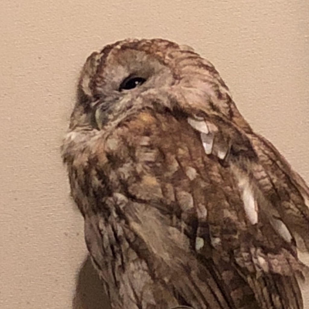 mochiychan's profile picture. 魚類以外すべて飼ってます。が、魚類の経験あり。いまはフクロウにゾッコン。