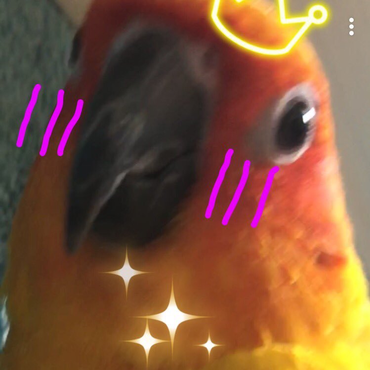 SOFRITO 💕💓💖💞 — a 6 year old sun conure who believes the world revolves around her, is scree-lingual, and feels threatened by mere air. ❪ status: wing sLAP ❫