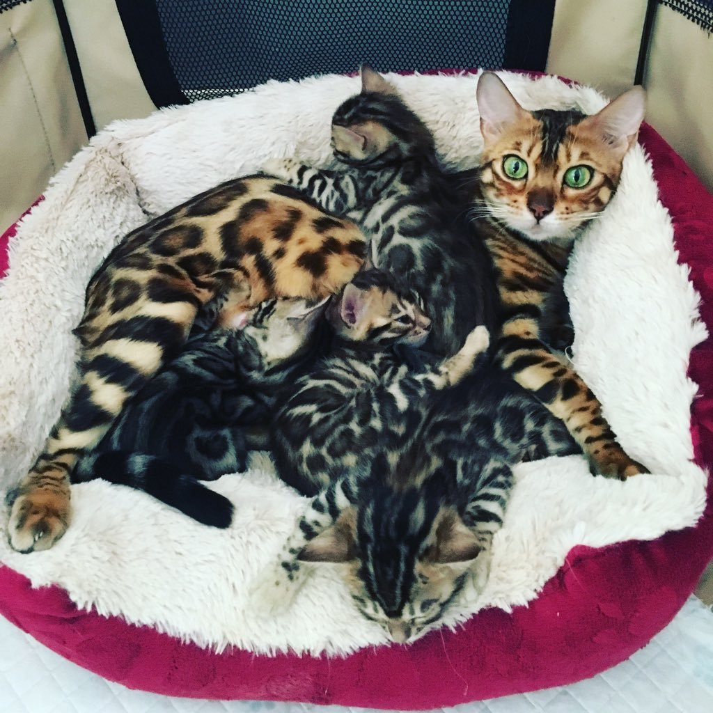 SmithFamilyCats Profile Picture