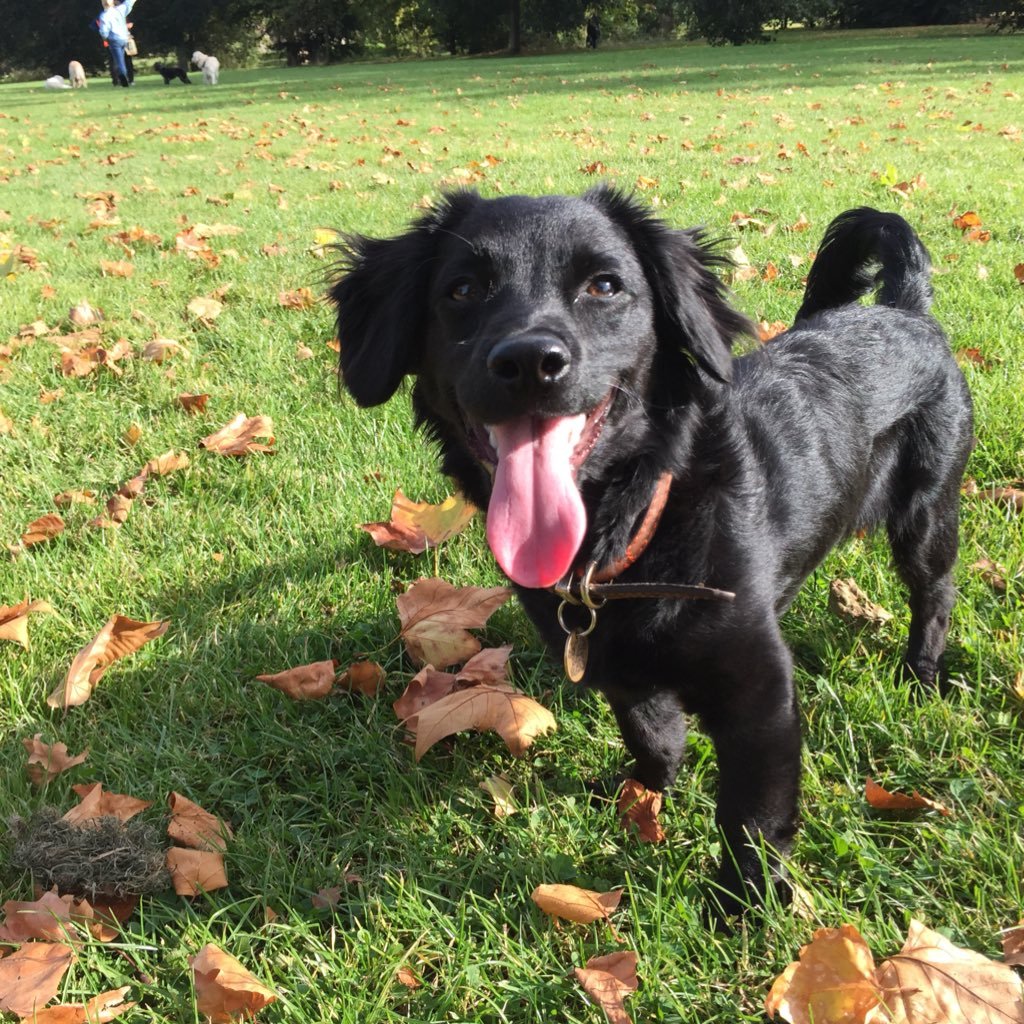 Providing dog walking and other pet services in and around the London NW3 area!