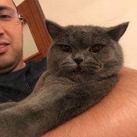 Meltem Ece Kars (@indocyaninegrn) 's Twitter Profile