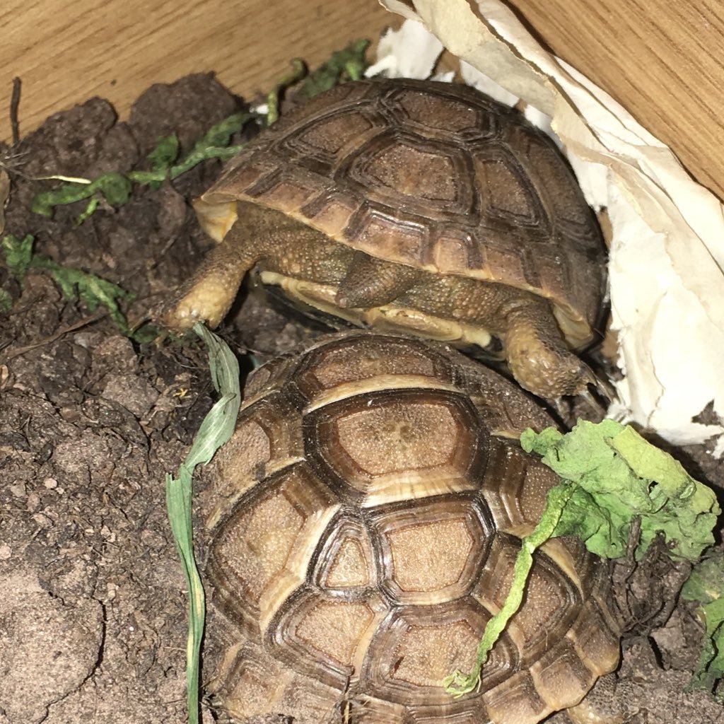 Two young tortoises, just starting out. We are a pair of spur thighed tortoises born 4th September 2017. Also featuring our 4 little sisters.