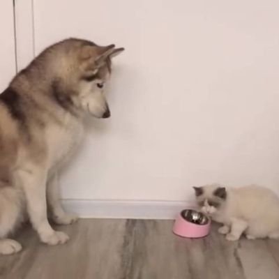 MISTYNAMO1's profile picture. Please do not intercept my image and modify the watermark