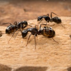 Northern States is a full service pest control & pest management Co. Northern States Pest & Weed Control  specializes in ants, termites, spiders,  mice, & more.