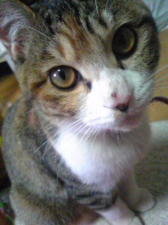 mikachi0v0's profile picture. ぽつりぽつり。徒然なるままに...