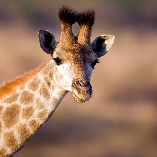 zhovs's profile picture. Professional parachute tester, part-time lion teaser, full-time Kangaroo egg vendor.