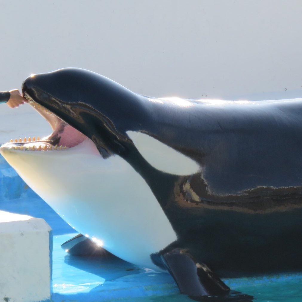 slalan12's profile picture. 好きなことはできるうちに