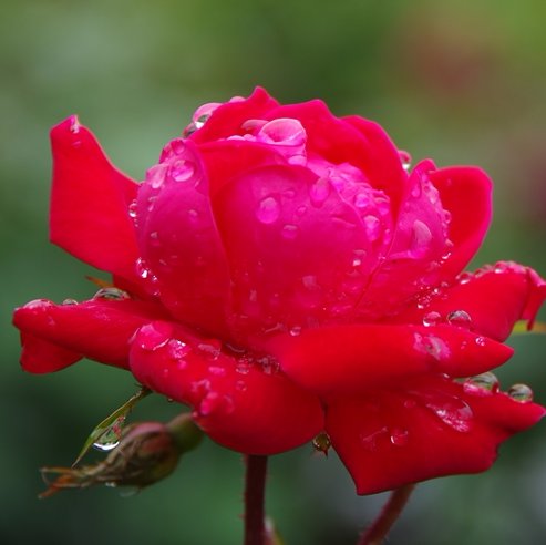 I'm not good at English, but try to write as much as possible to prevent dementia. I'm interested in photography. Using digital cameras with old lenses..認知症予防英語