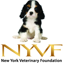NYVetFoundation's profile picture. New York Veterinary Foundation is a nonprofit organization founded by Dr. Dominic Marino.