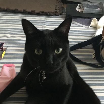 takarazukam's profile picture. カム(黒♂10歳)、アポ(キジトラ♀7歳)、パル(クラシックタビー♂5歳) チャオ(キジ白♂5歳)我らワイワイガヤガヤのモフモフ隊