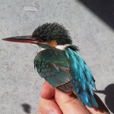 Ovalsnowy's profile picture. 私立獣医大から国立獣医大に移籍して3年目に突入。学生諸氏と野生動物の病原体を追いかける教授の端くれ。岩手の美味しいもののおかげで順調に体重は増加し、学部化で雑用も激増し心身重めの日々