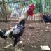 Senyawa_Lampung (@senyawal) Twitter profile photo Senyawa_Lampung (@senyawal) Twitter profile photo