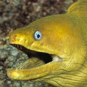 Basically an eel with the exact same moral compass as #45, except I’m honest...you know, like a slimy, razor-fanged eel.