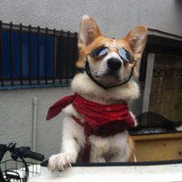 おにぎり (@onigirry) Twitter profile photo