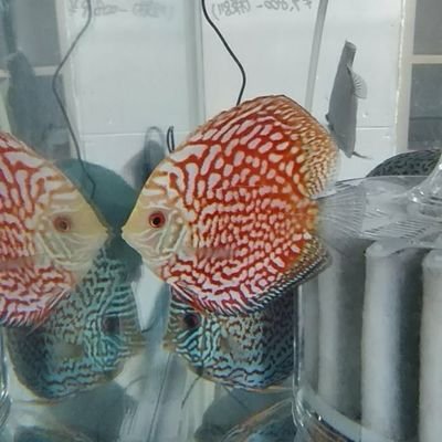 St Trading 今日の動画 アルビノヨーロッパオオナマズ すでに特定外来生物になり販売 移動は出来ません 規制開始から6ヶ月以内に環境省へ申請し 絶対 逃がすことのないように 今後はガーパイクが今年の4月に規制される予定ですので 環境省 ヨーロッパ St Trading 今日の動画 アルビノヨーロッパオオナマズ すでに特定外来生物になり販売 移動は出来ません 規制開始から6ヶ月以内に環境省へ申請し 絶対 逃がすことのないように 今後はガーパイクが今年の4月に規制される予定ですので 環境省 ヨーロッパ