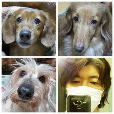 我が家のミニチュアダックス カカオ げんき 銀次 メインのTwitです🐶🐶🐶🍀