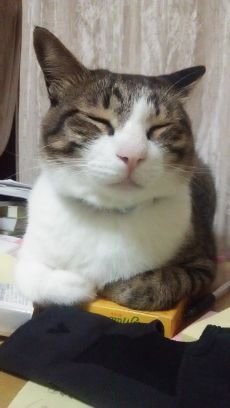 evangelium51's profile picture. たびびと