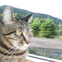 深緑の食香る隠れ宿ロスマリヌス【公式】(看板保護猫と会える宿)(@rosmarinus1998) 's Twitter Profile Photo