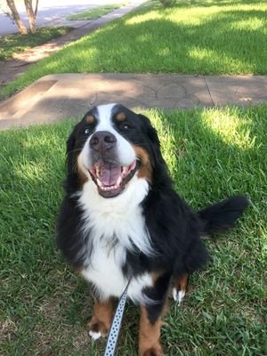 LFischart's profile picture. Twitters for wasting spare time while eating goldfish