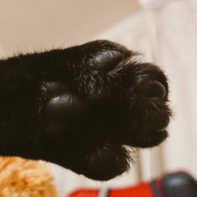 肉球さんのプロフィール画像